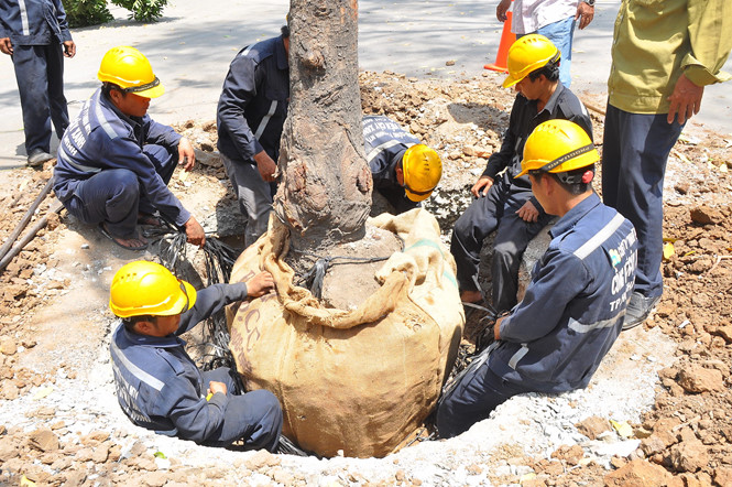 TP[-]HCM:[-]Bắt[-]đầu[-]bứng[-]dưỡng[-]16[-]cây[-]sọ[-]khỉ[-]ở[-]Sài[-]Gòn